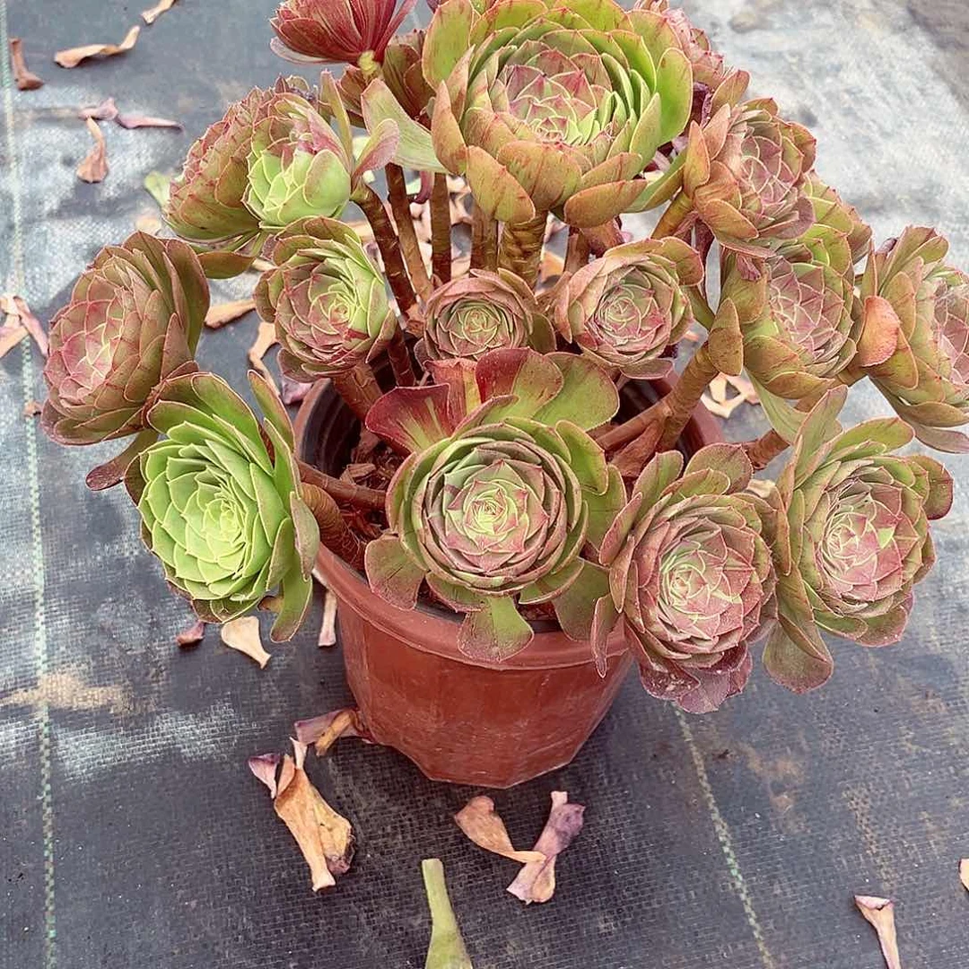 法师多肉哈哈哈哈哈