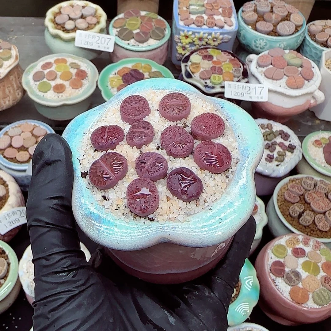 生石花满18包邮1209-220