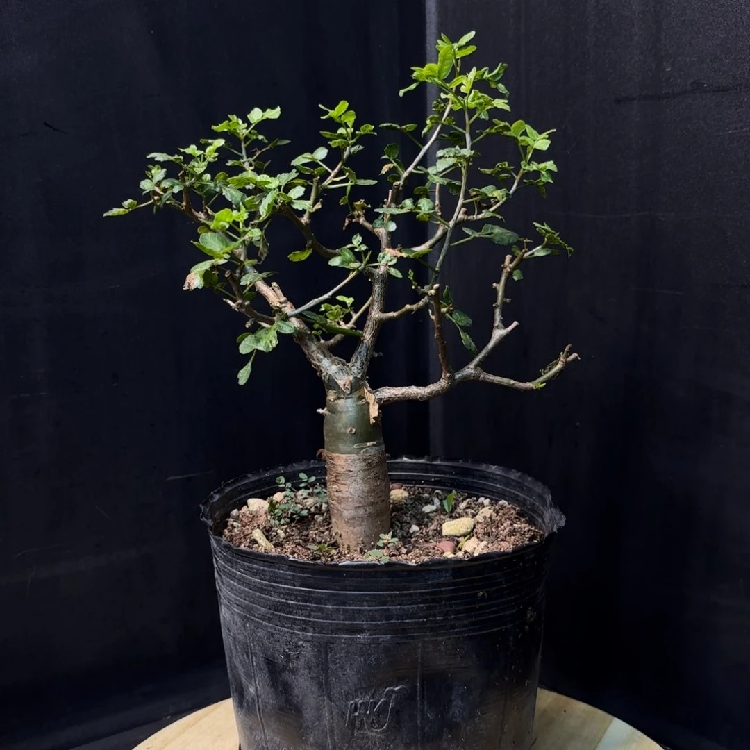 愛**次沃德瑞裂榄带盆土