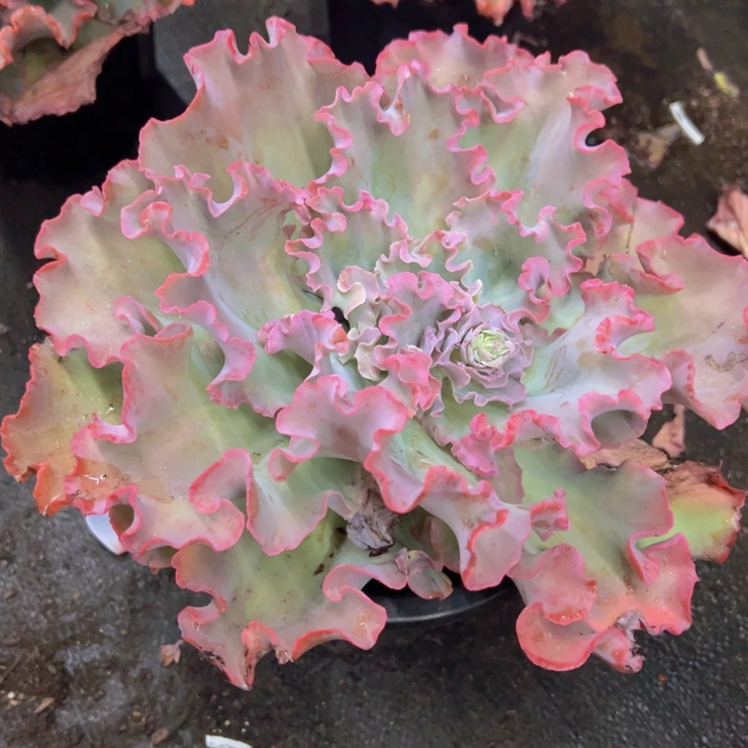 高莎之翁大单头老桩