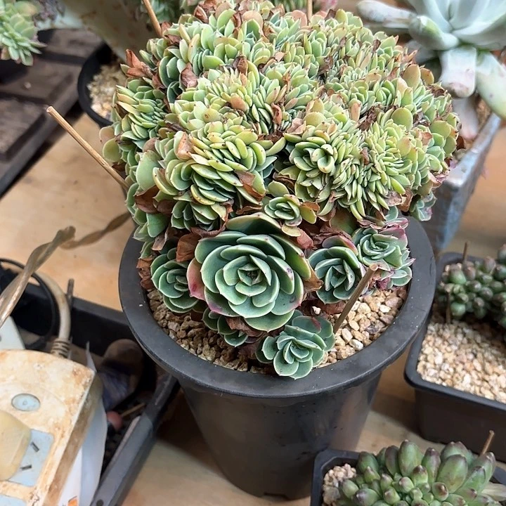 多肉植物，爱斯梅拉达缀