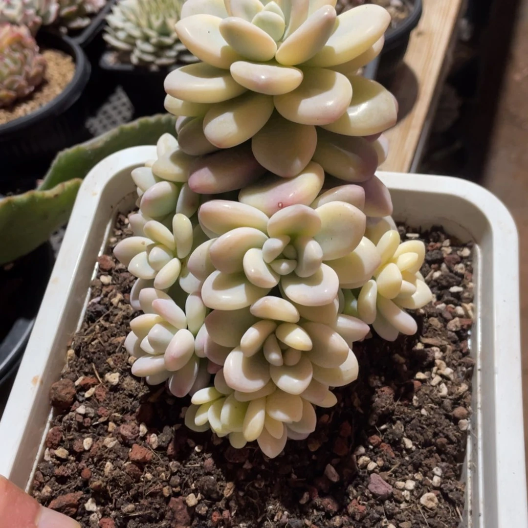 淘多肉洛神锦一个