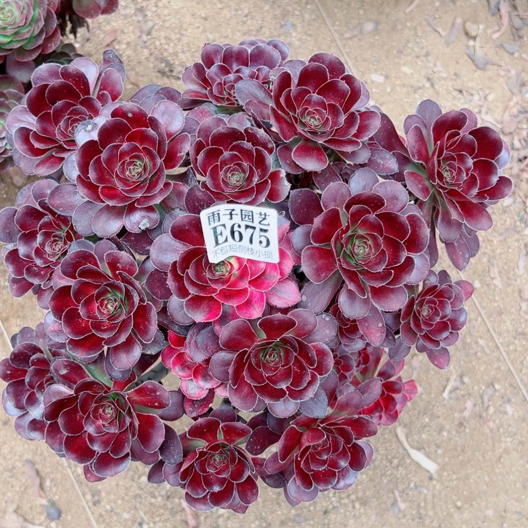 675丽娜中班尺寸35左右