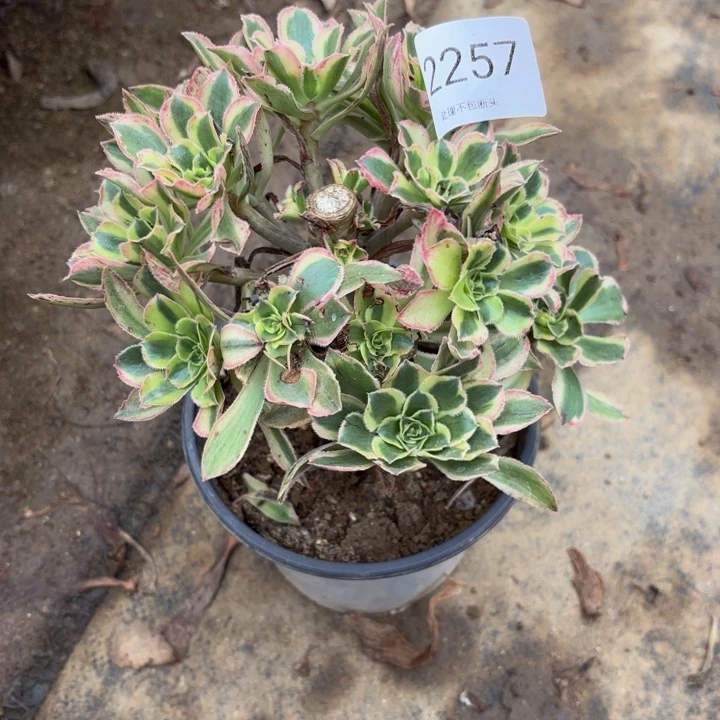 保时捷多肉处理不包断头2257