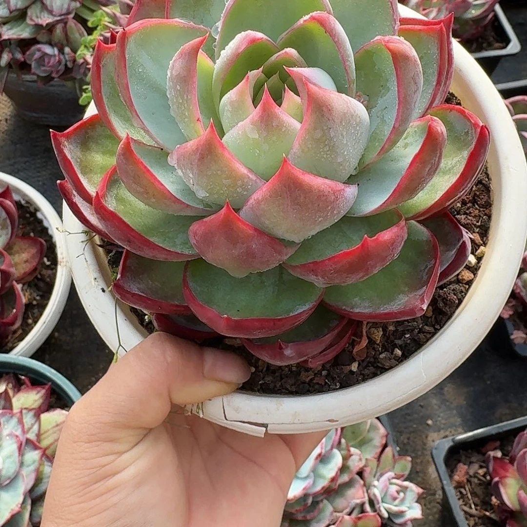 惊鸿惊鸿惊鸿 11 公分内勾