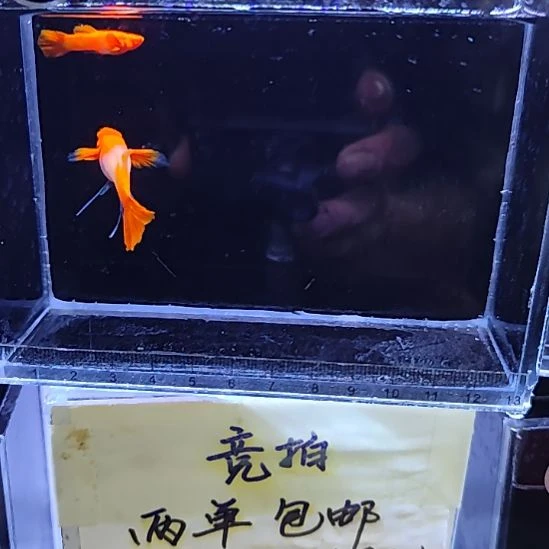孔雀鱼3鸿运当头双分水大C一对