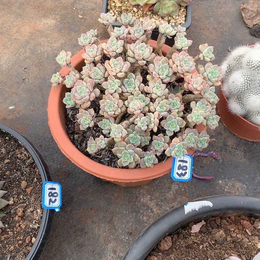 183粉布偶 一物一拍多肉