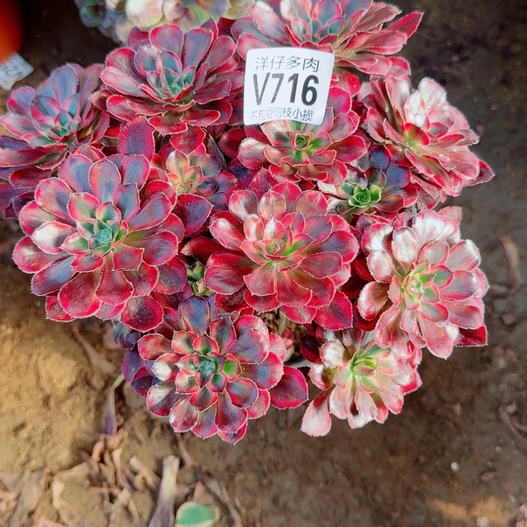 丽娜法师716冠幅22