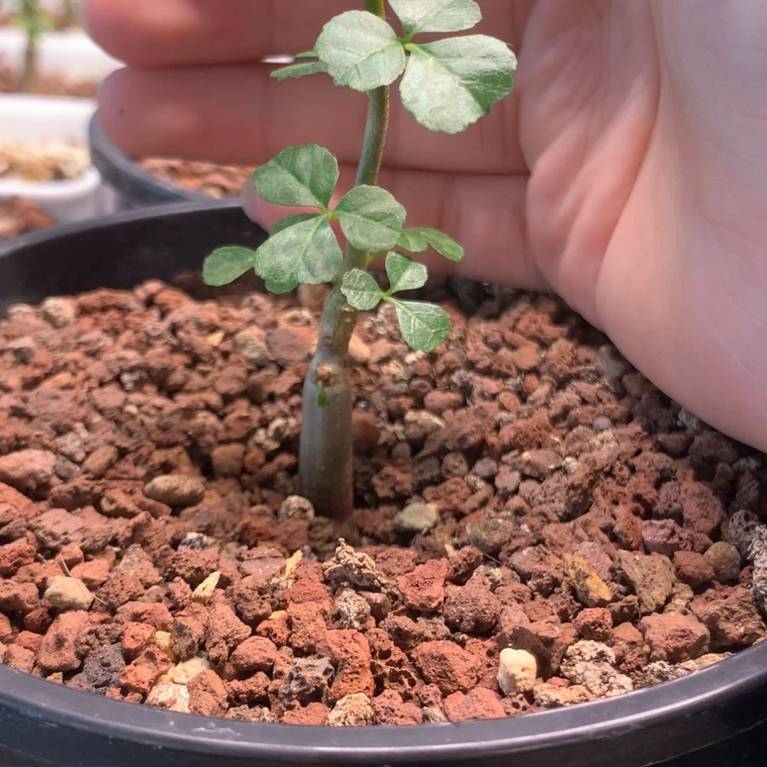 好望角实生小苗带盆发