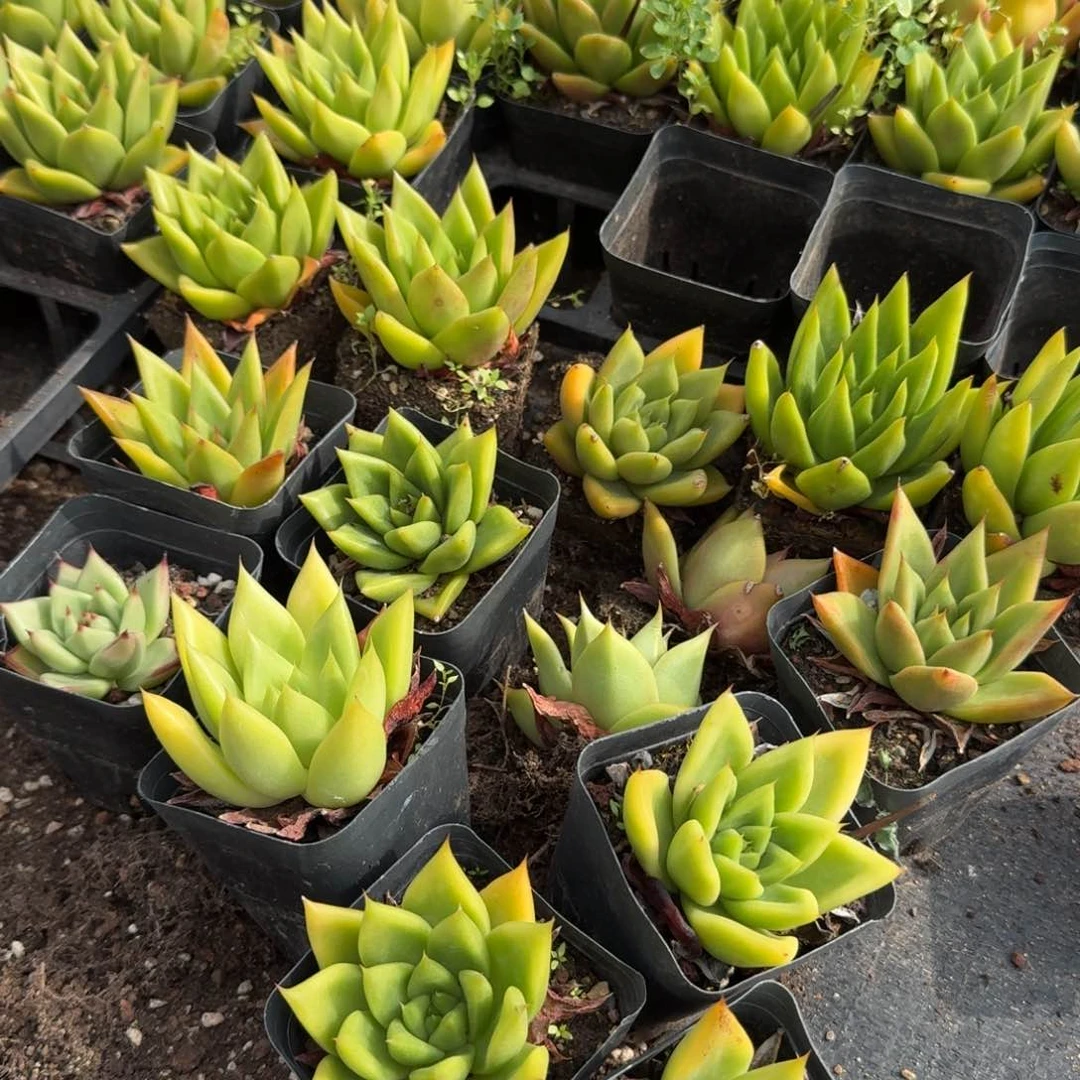 1-164东云十五颗量拍