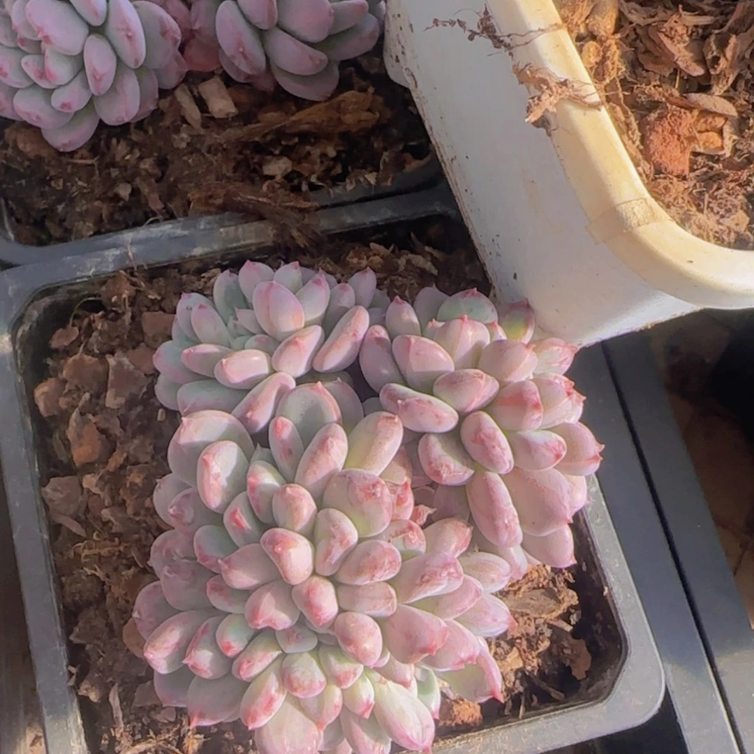 【闪购商品】粉珍妮缀化