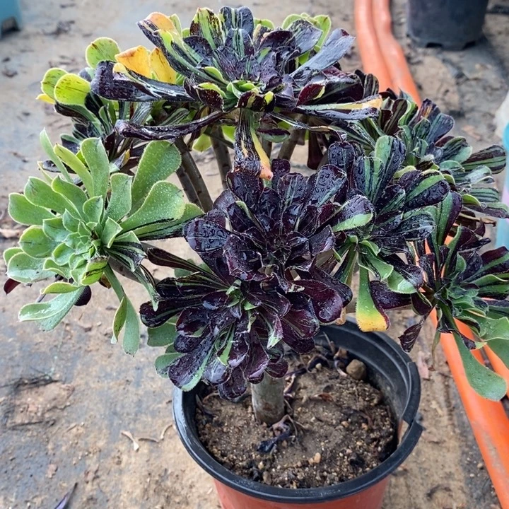 水墨丹青37多肉植物法师