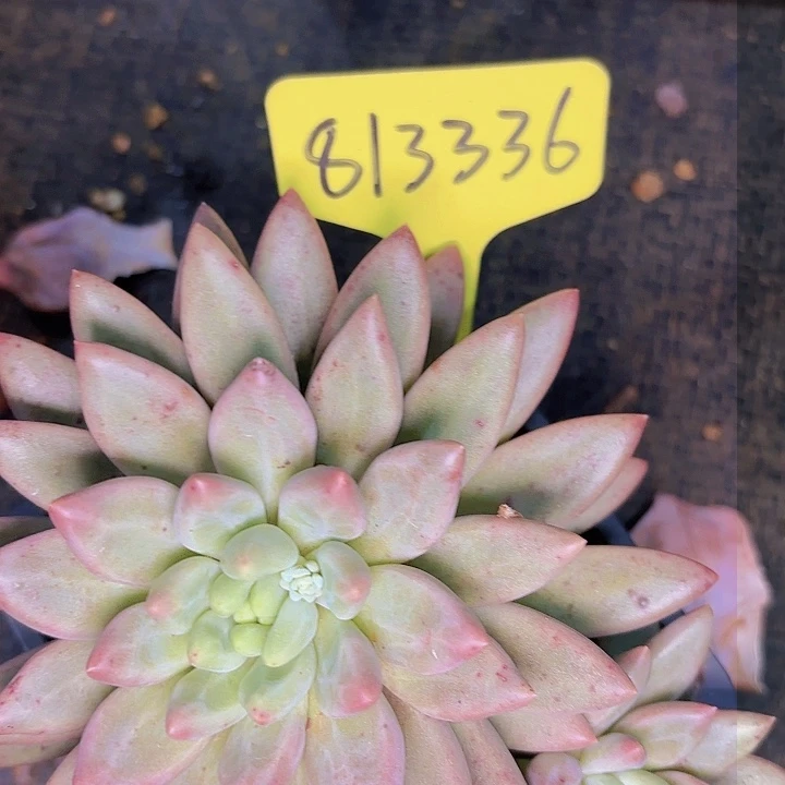 F****?水晶球一物一拍813336