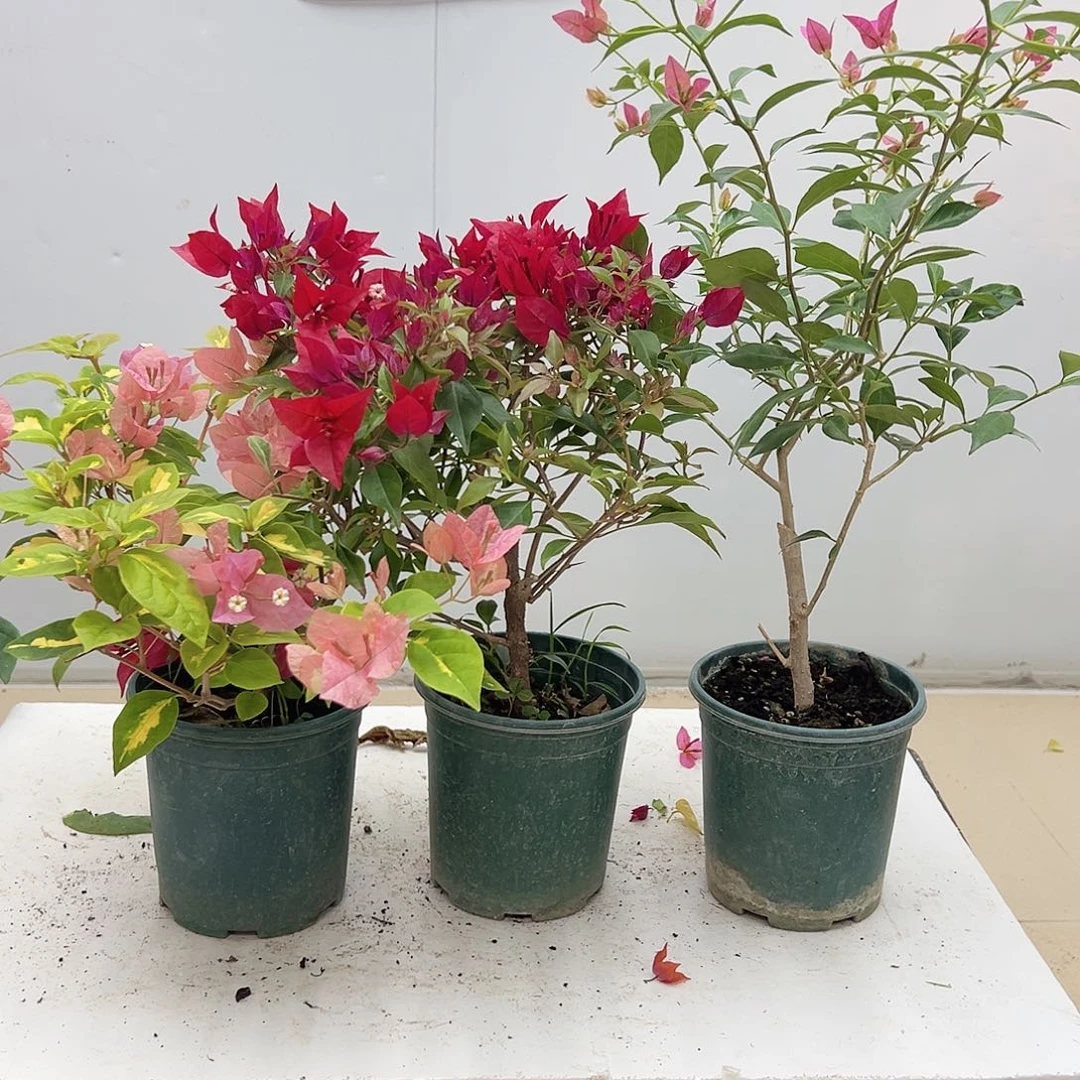 大部分花苞少量开放橙白，紫桑巴，婆罗洲螺旋