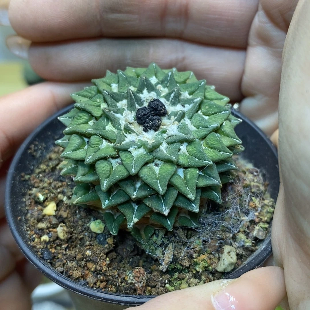 29号 自根姬牡丹4公分带盆土