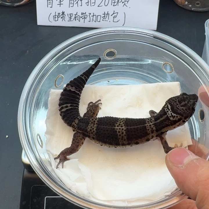 豹纹守宫黑夜弟弟