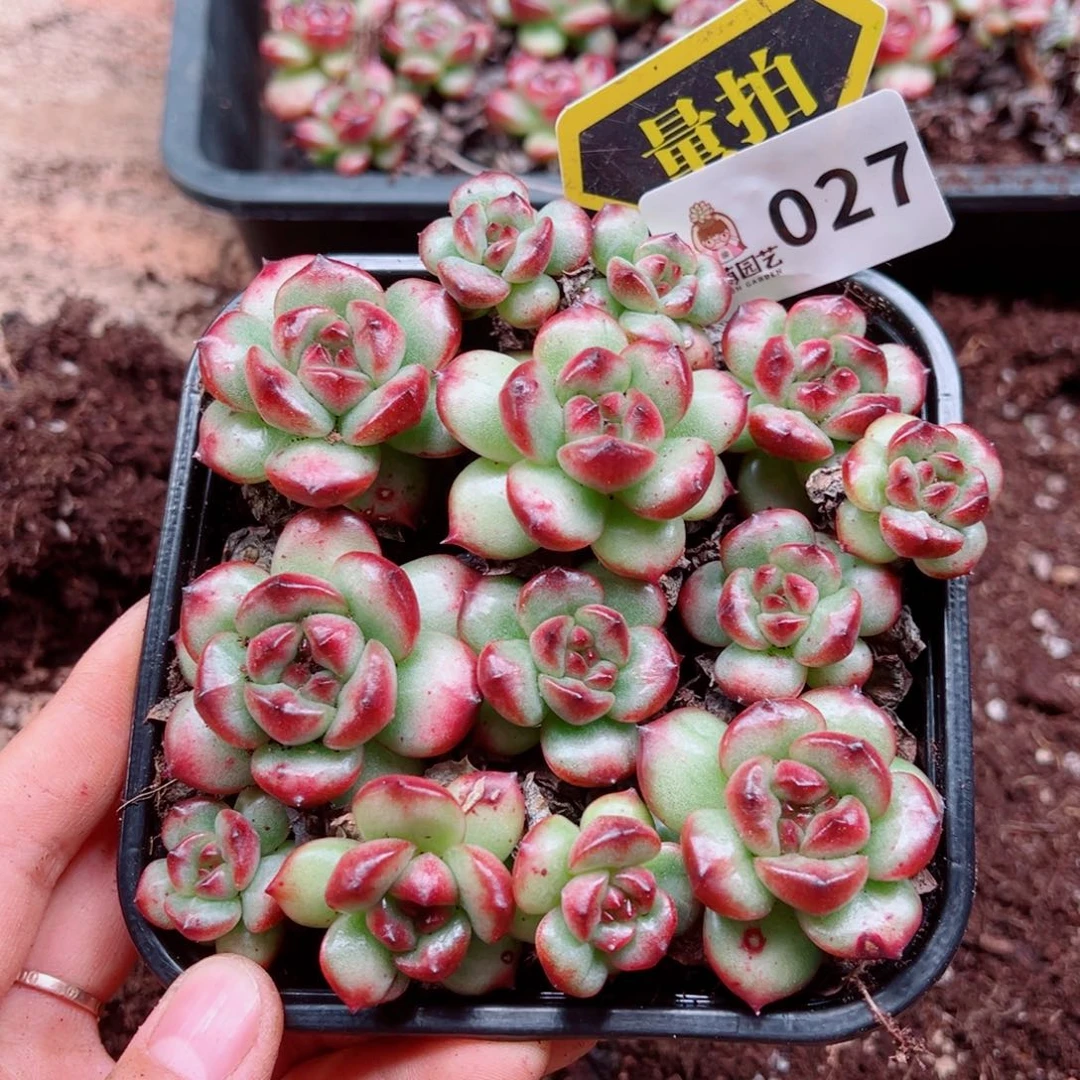 多肉植物多肉植物