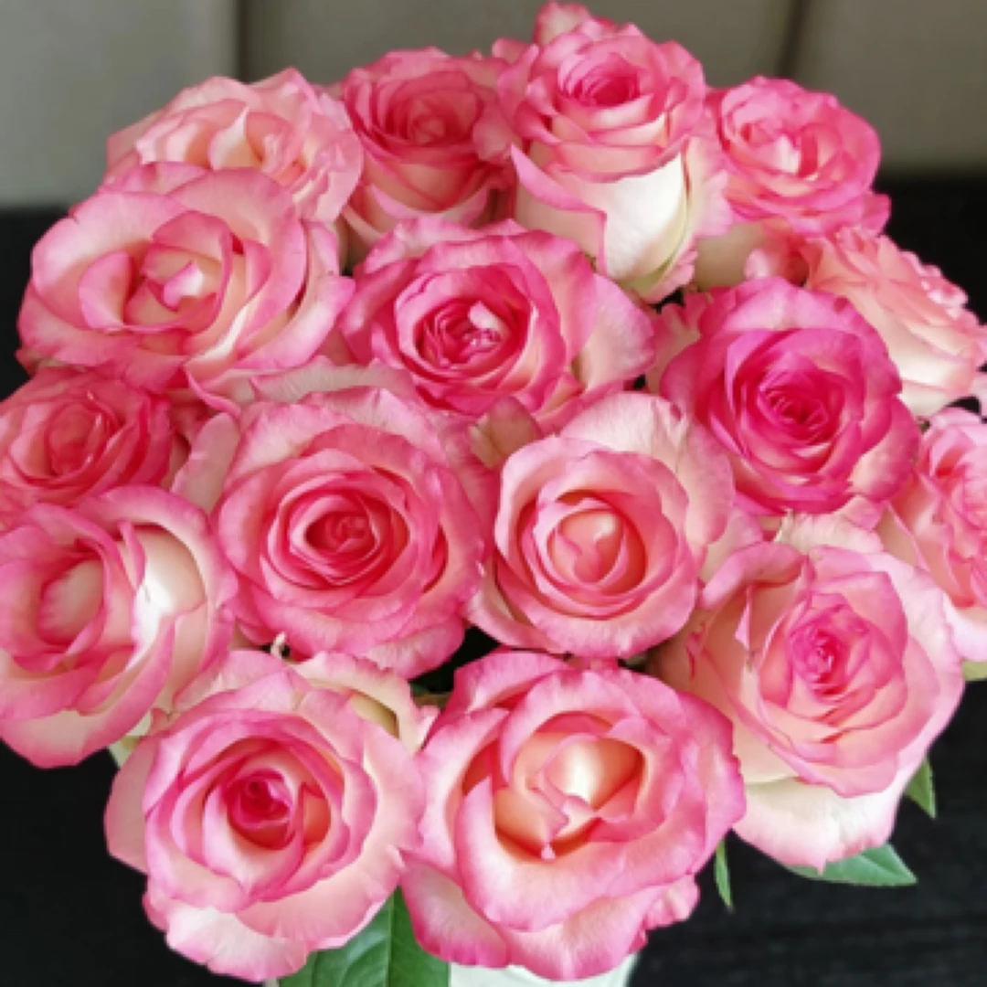 【微风精选】艾莎公主玫瑰-2单升级京东/顺丰冷链/EMS空运包邮