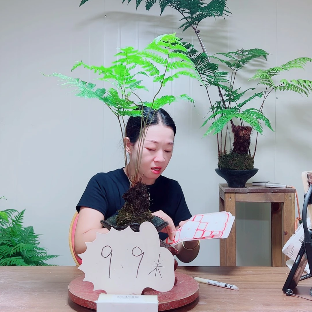 无花朵金丝虹鳞蕨