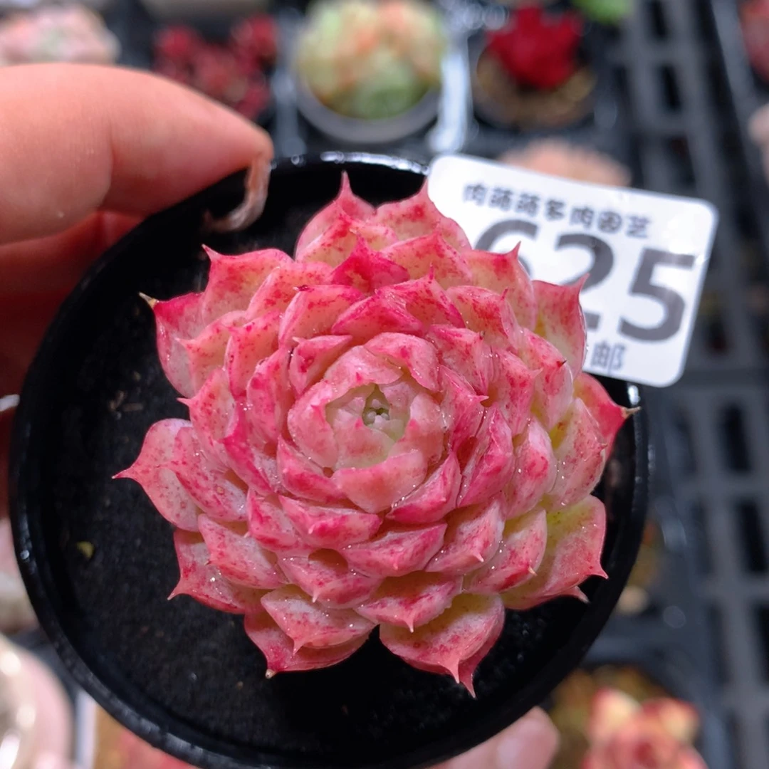 5CM拇指盆精控多肉YX625