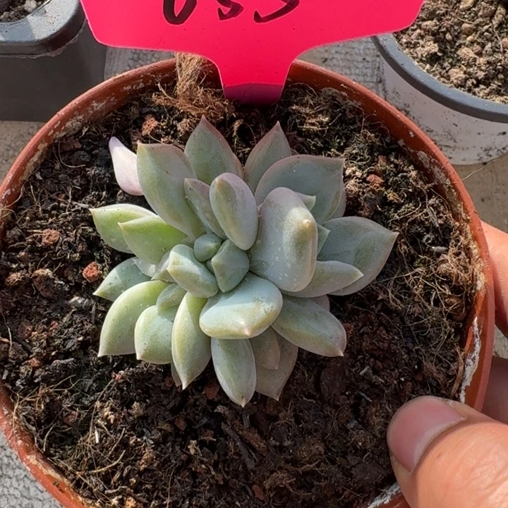 055邀约仙子新号福利价