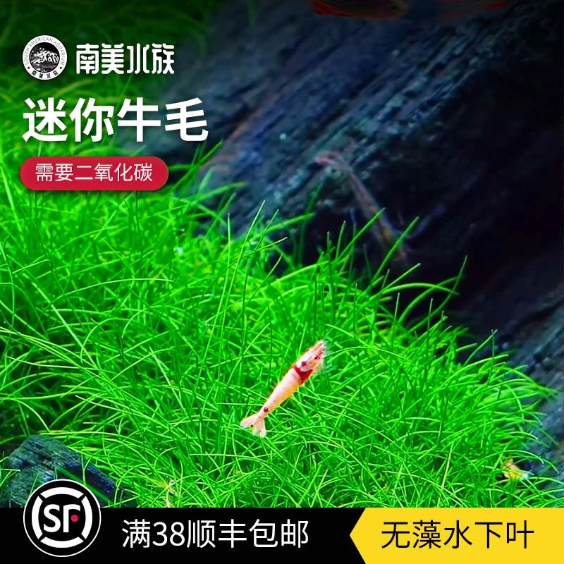 迷你孔雀牛毛水下叶短矮孔雀牛毛荷兰景草缸水草宫廷造景无菌杯草