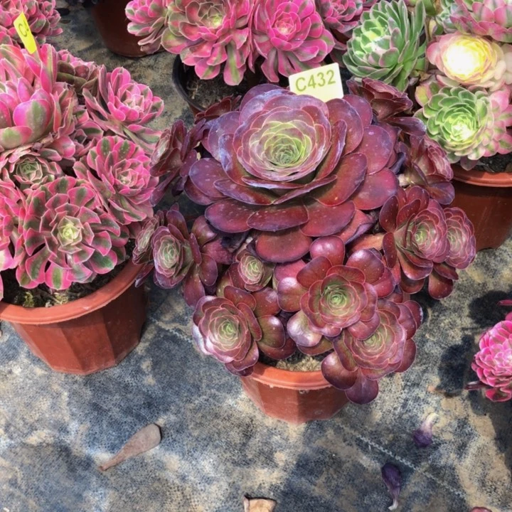 珍**。枚金多肉432000000000