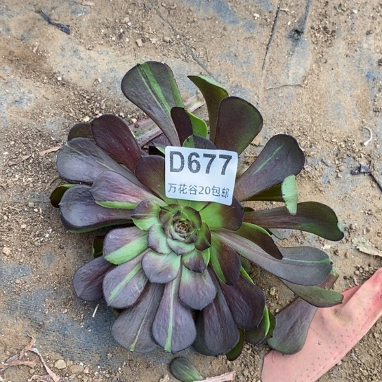 677哈迪斯多肉植物无根