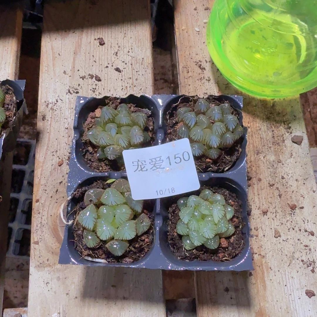 直播福利一物一拍150