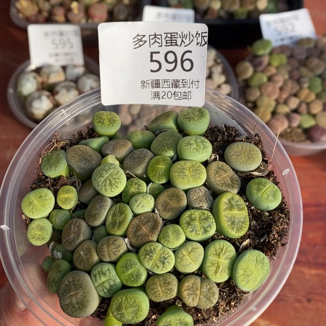 感谢您的支持，00596