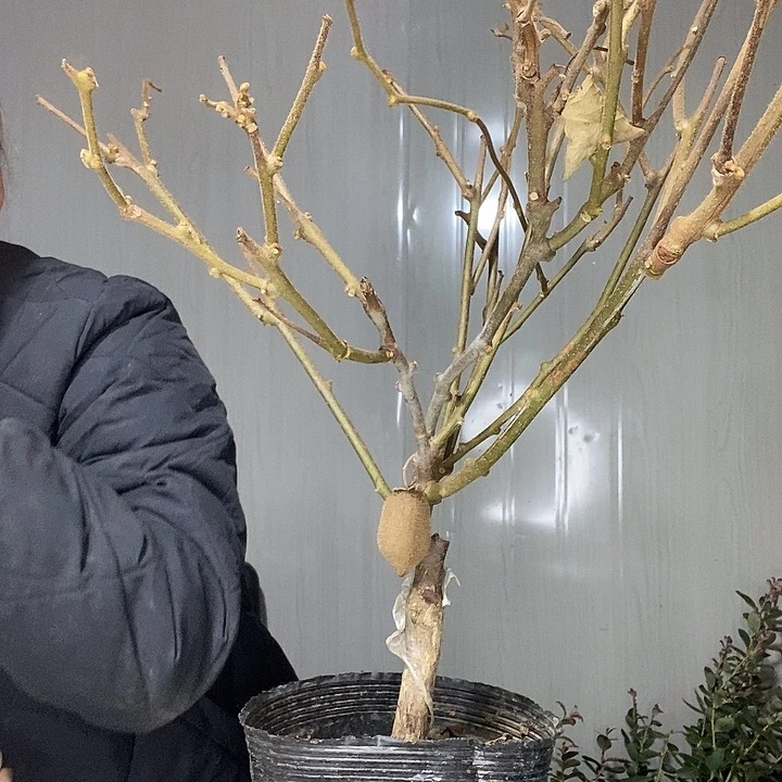 完全开放蓝莓苗带走了