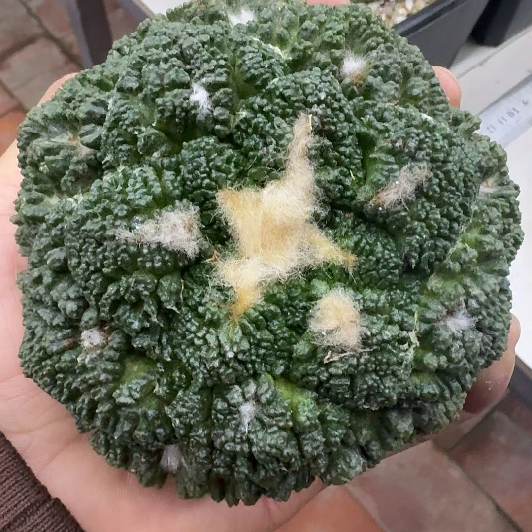 哥斯拉牡丹，暂未开根