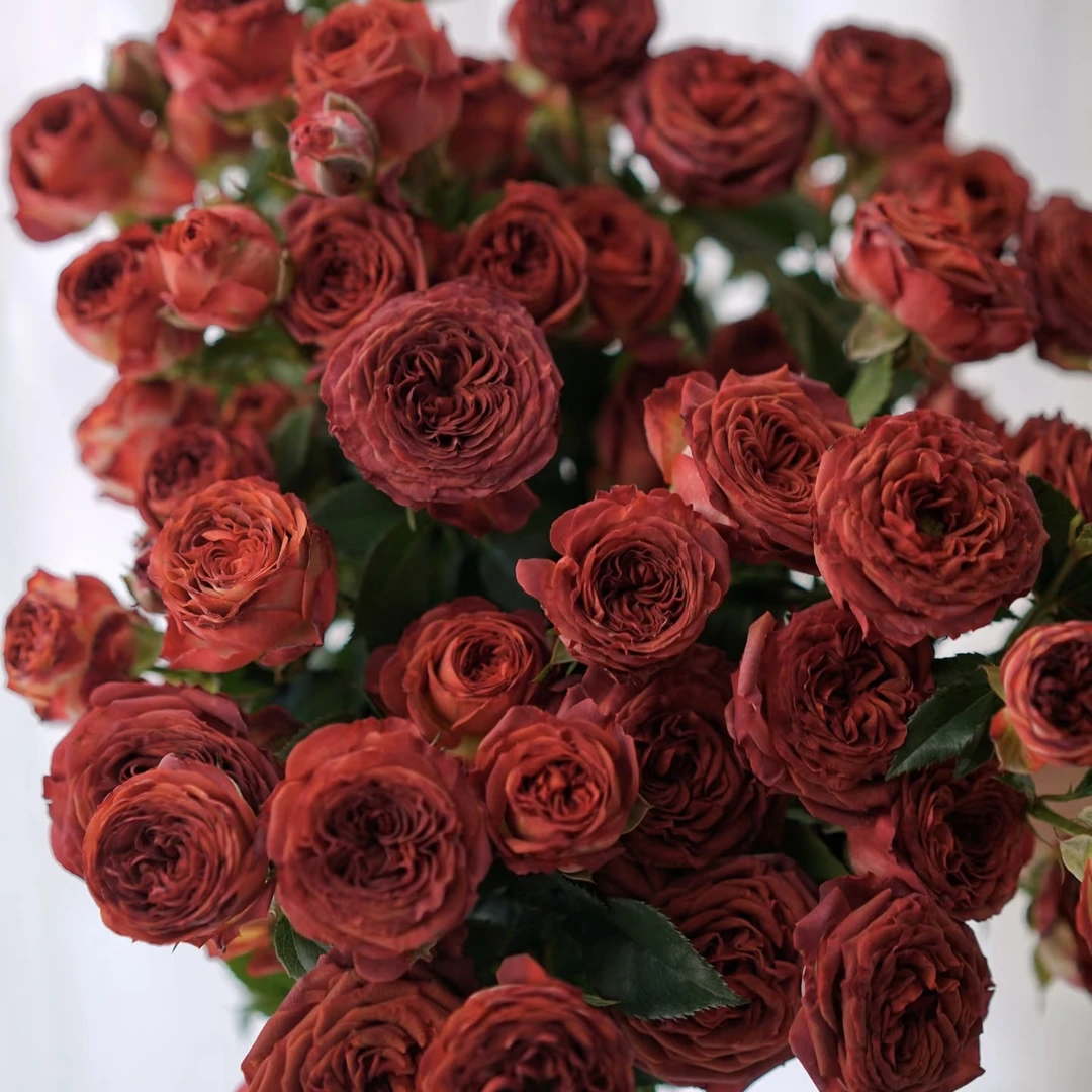 邵掌柜【巧克力泡泡】多头玫瑰 云南高品质鲜切花，顺丰发货