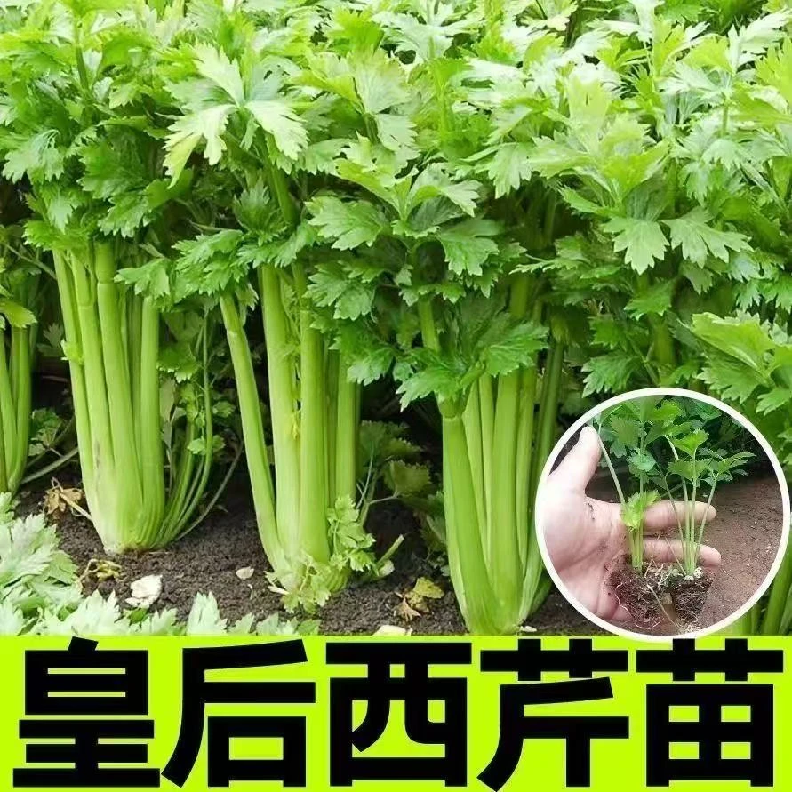 芹菜苗秧苗皇后西芹耐寒秋冬苗基地直发阳台小院带土蔬菜苗