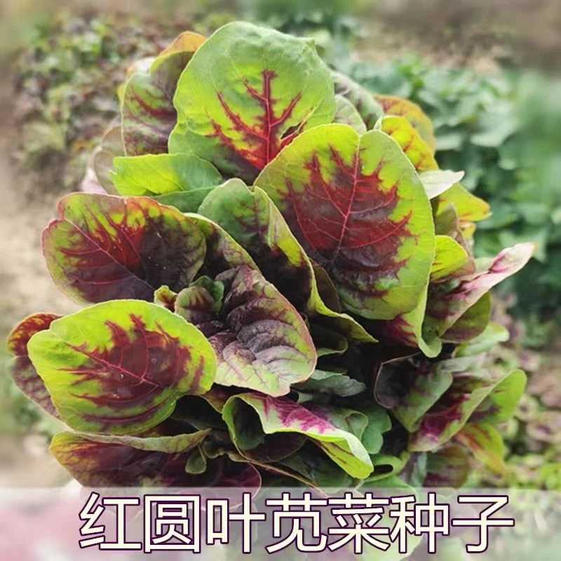 红苋菜种子圆叶红柳叶青柳叶苋菜种籽四季播田园菜蔬菜种籽