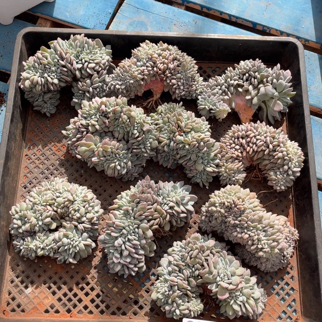 607号新疆西藏内蒙古不包邮