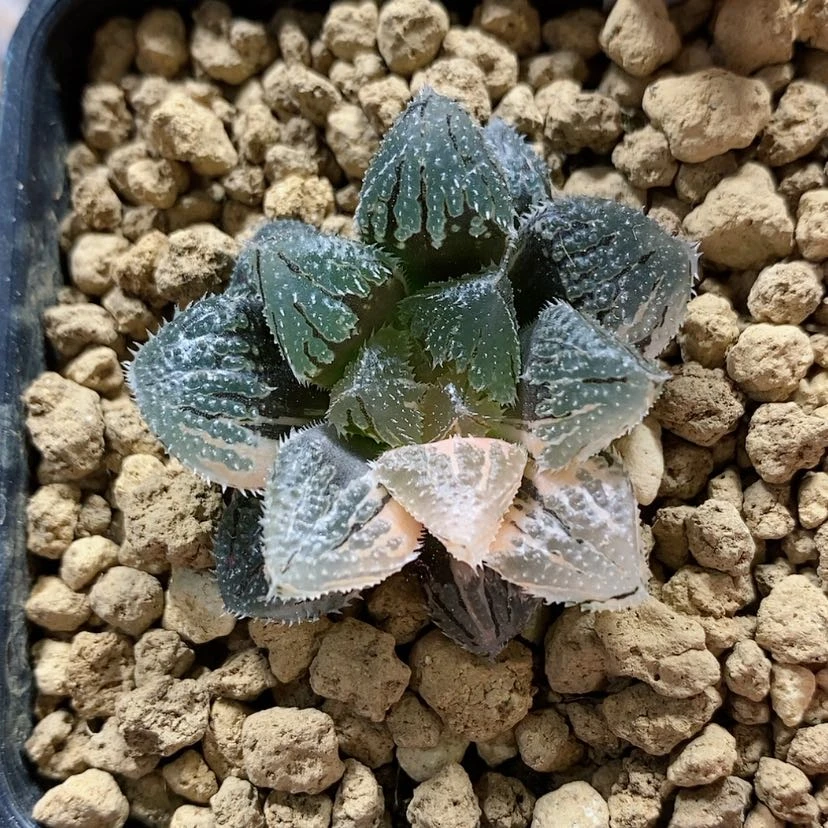 【闪购商品】120摩刺玉露锦