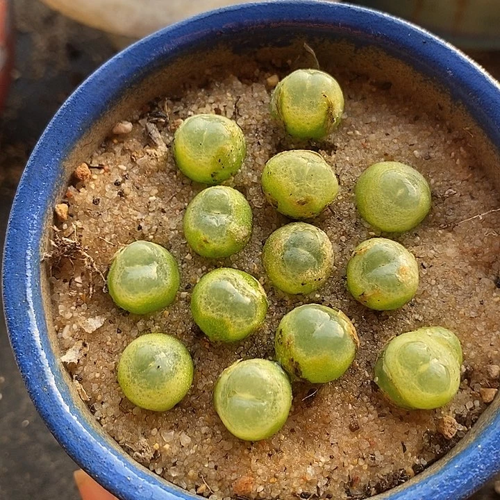 16520拉登样本一盆