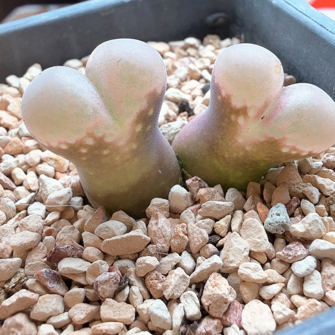 1.19.88/pv1089鲑鱼粉双头/多肉