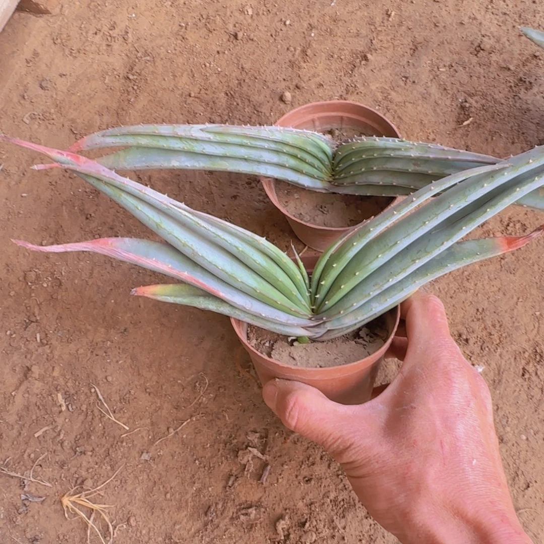 块根植物块根植物