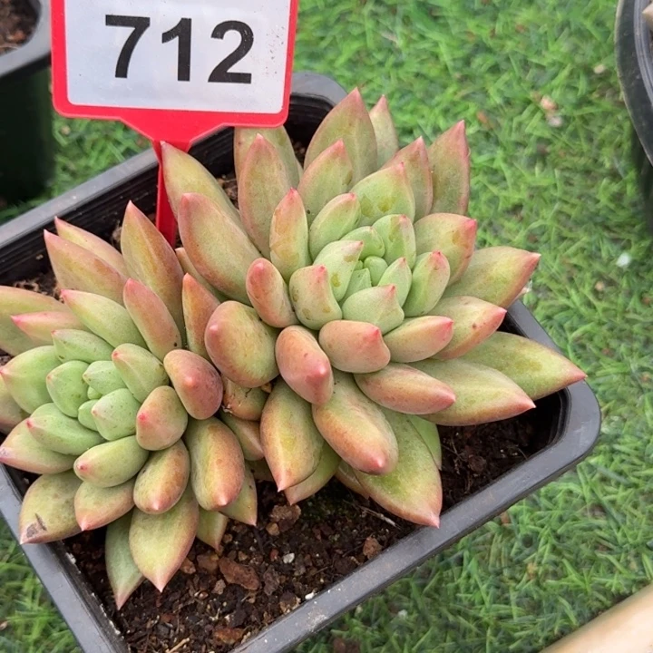 米其林一物一拍712