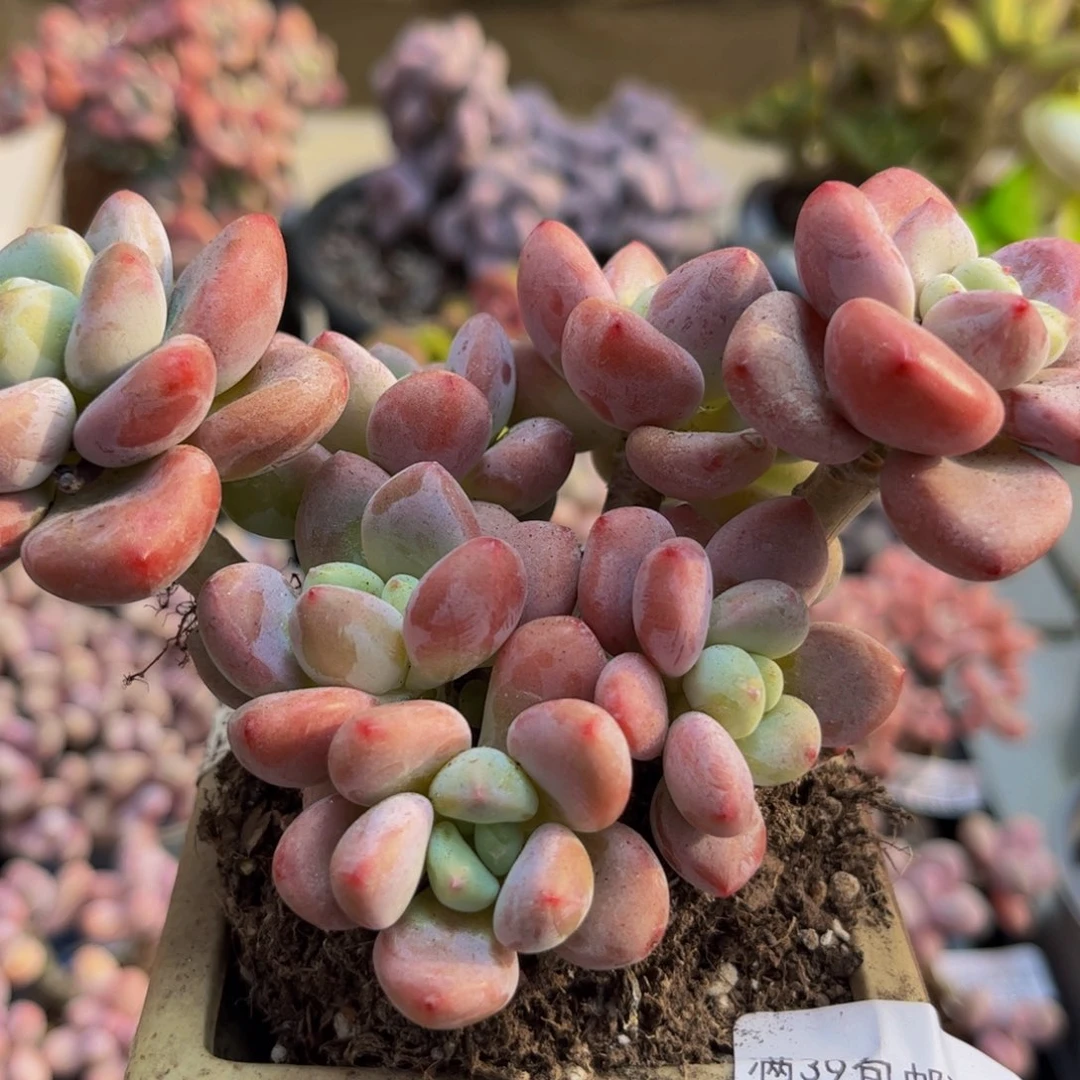 469/8cm樱花洛神多肉植物