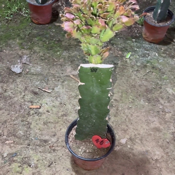 匈***奴当前无花栽培后可以开花084  46+11套花架