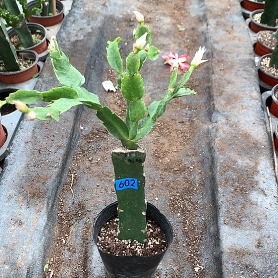 602嫁接蟹爪兰：1731