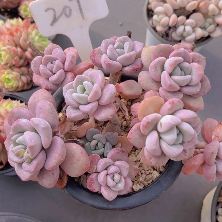 健健康康平平安安