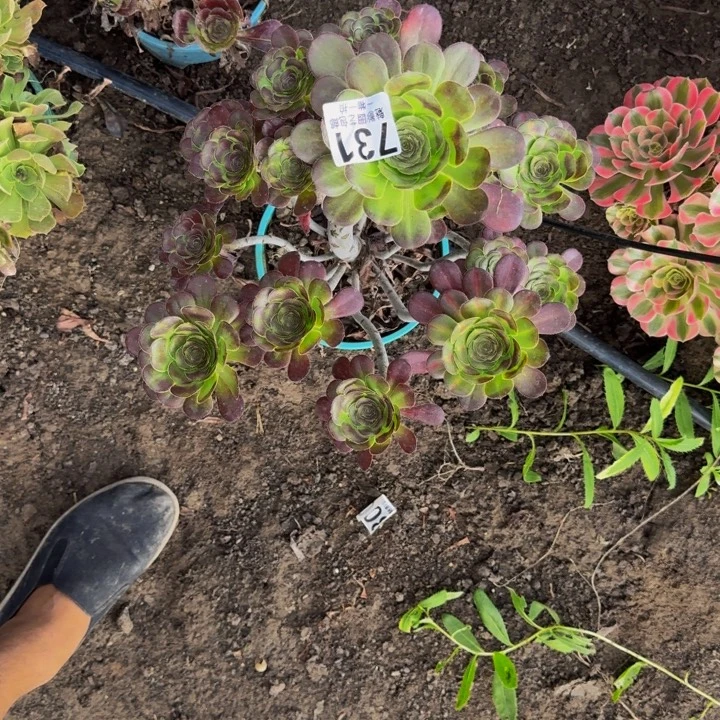 花蝴蝶花30-38包邮花花