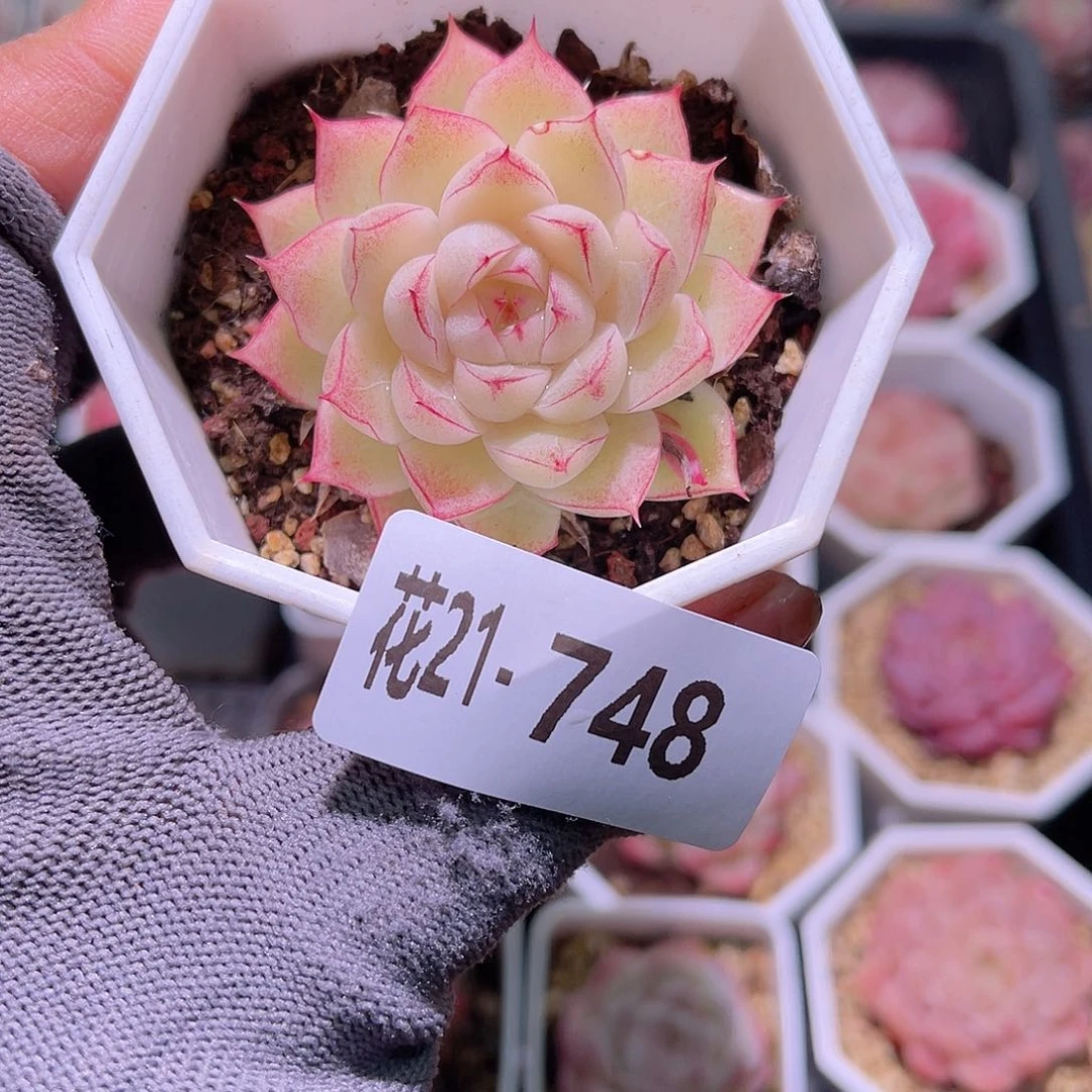 花21-748女王单头