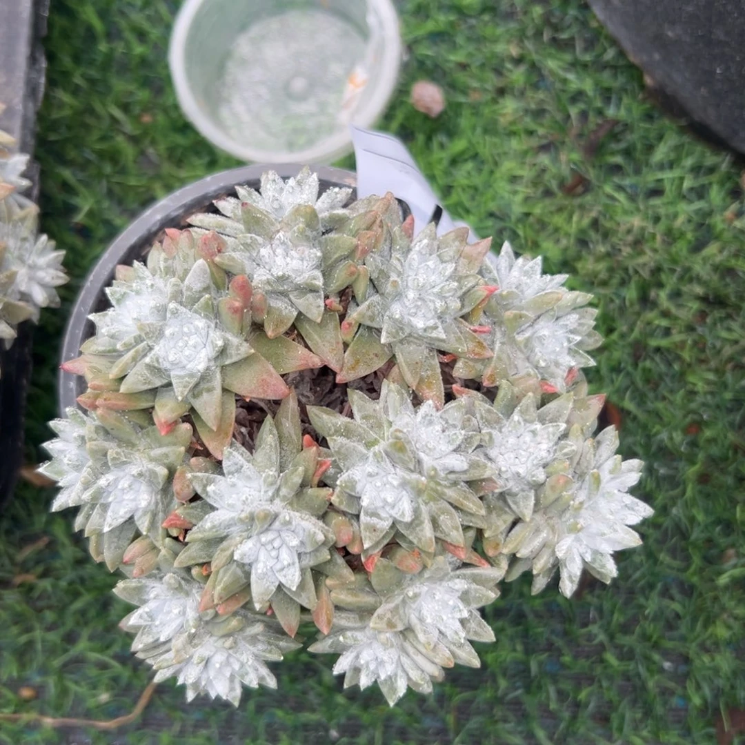 15头大脸白菊～一物一拍770
