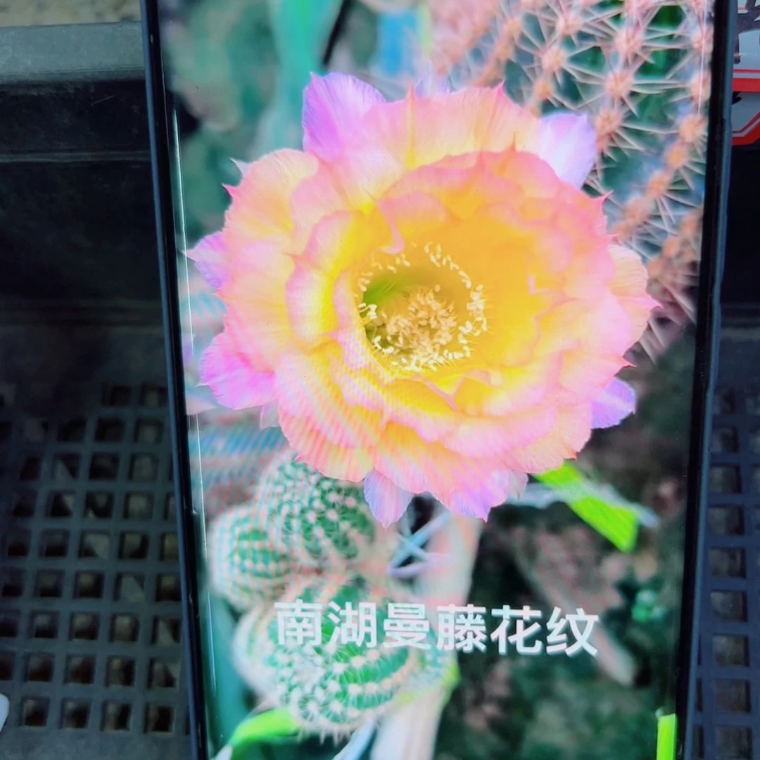 下47彩草花纹歪无根侧芽4公分左右20包邮