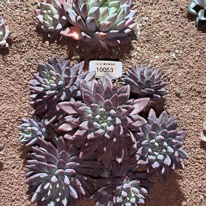 荷*儿红蜻蜓一物一拍10053